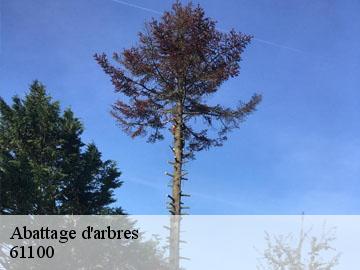 Abattage d'arbres  61100