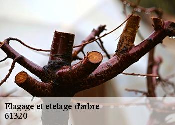 Elagage et etetage d'arbre 61320