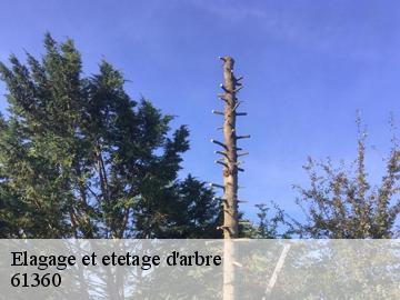 Elagage et etetage d'arbre  61360